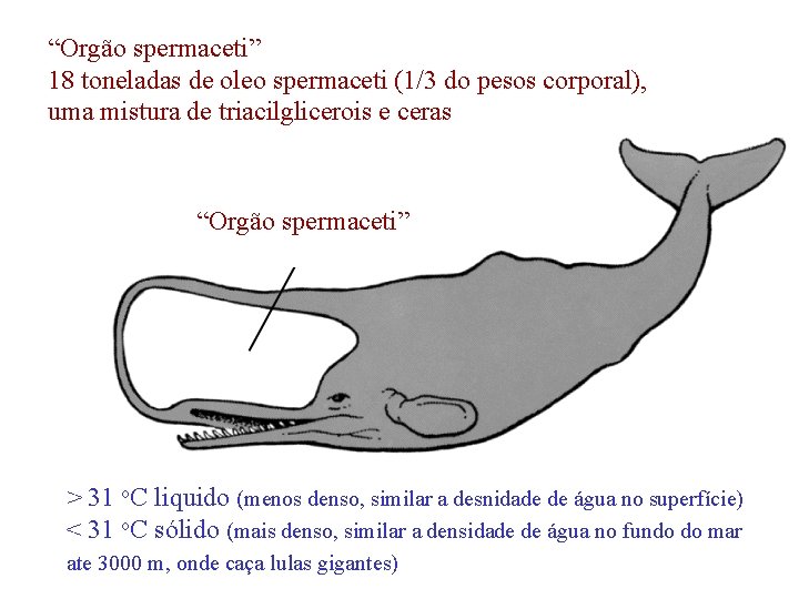 “Orgão spermaceti” 18 toneladas de oleo spermaceti (1/3 do pesos corporal), uma mistura de