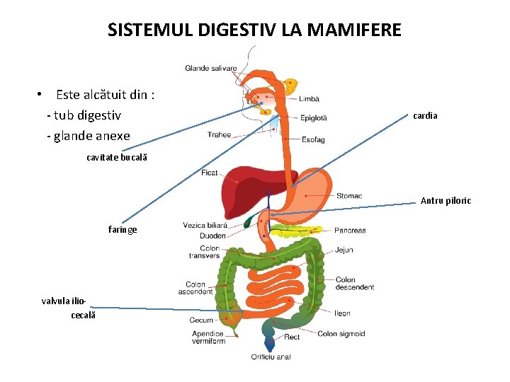 SISTEMUL DIGESTIV LA MAMIFERE • Este alcătuit din : - tub digestiv - glande