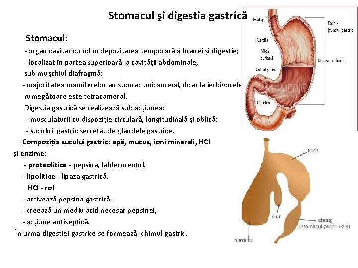 Stomacul şi digestia gastrică Stomacul: - organ cavitar cu rol în depozitarea temporară a