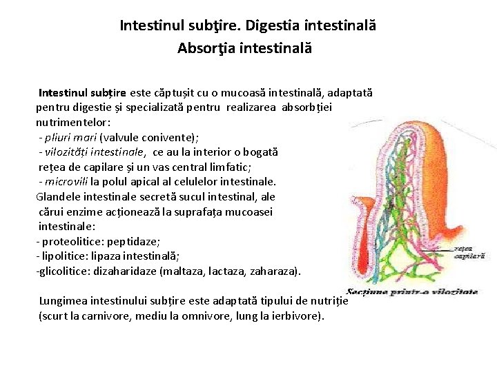 Intestinul subţire. Digestia intestinală Absorţia intestinală Intestinul subțire este căptușit cu o mucoasă intestinală,