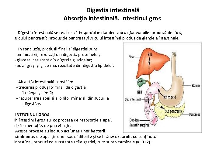 Digestia intestinală Absorţia intestinală. Intestinul gros Digestia intestinală se realizează în special în duoden