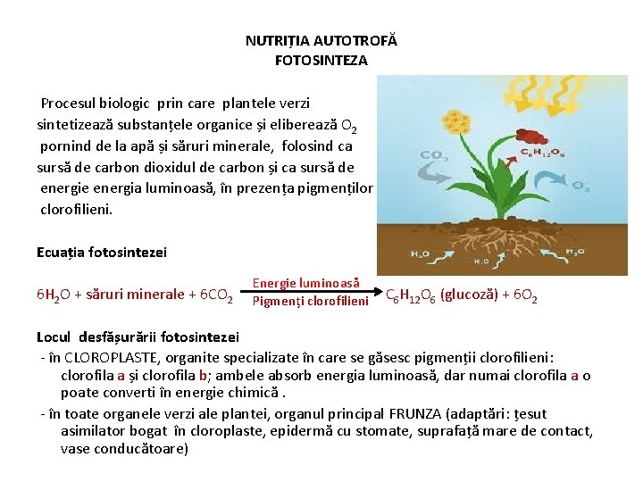 NUTRIȚIA AUTOTROFĂ FOTOSINTEZA Procesul biologic prin care plantele verzi sintetizează substanțele organice și eliberează