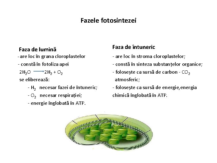 Fazele fotosintezei Faza de lumină - are loc în grana cloroplastelor - constă în