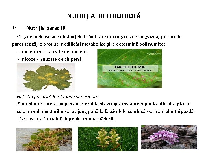 NUTRIȚIA HETEROTROFĂ Ø Nutriția parazită Organismele își iau substanțele hrănitoare din organisme vii (gazdă)