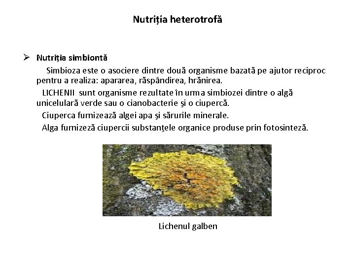 Nutriția heterotrofă Ø Nutriția simbiontă Simbioza este o asociere dintre două organisme bazată pe