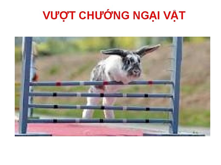 VƯỢT CHƯỚNG NGẠI VẬT 