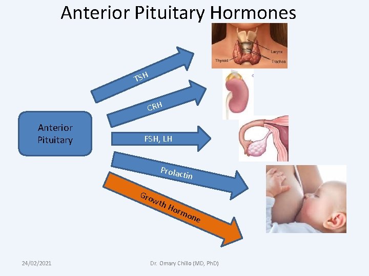 Anterior Pituitary Hormones TSH CRH Anterior Pituitary FSH, LH Prolac tin Gro wth 24/02/2021