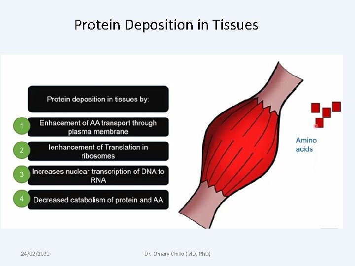 Protein Deposition in Tissues 24/02/2021 Dr. Omary Chillo (MD, Ph. D) 