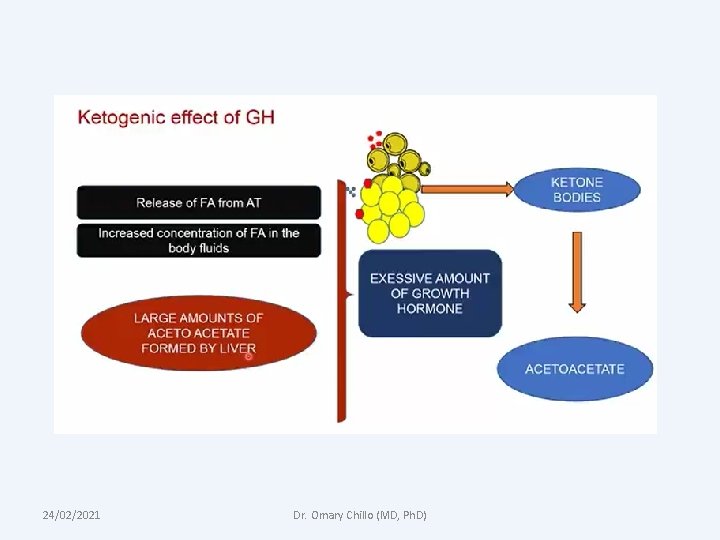 24/02/2021 Dr. Omary Chillo (MD, Ph. D) 