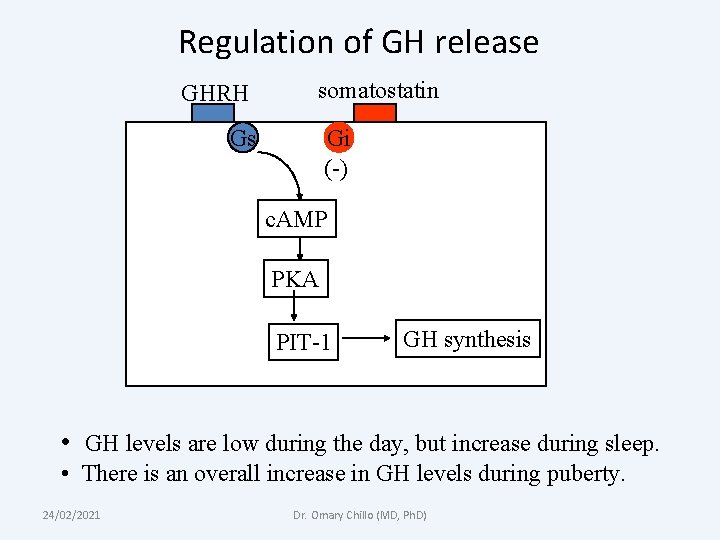 Regulation of GH release GHRH somatostatin Gi (-) Gs c. AMP PKA PIT-1 GH
