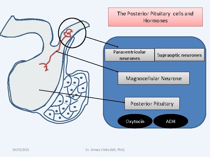 The Posterior Pituitary cells and Hormones Paraventricular neurones Supraoptic neurones Magnocellular Neurone Posterior Pituitary