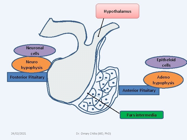 Hypothalamus Neuronal cells Epitheloid cells Neuro hypophysis Posterior Pituitary Adeno hypophysis Anterior Pituitary Pars