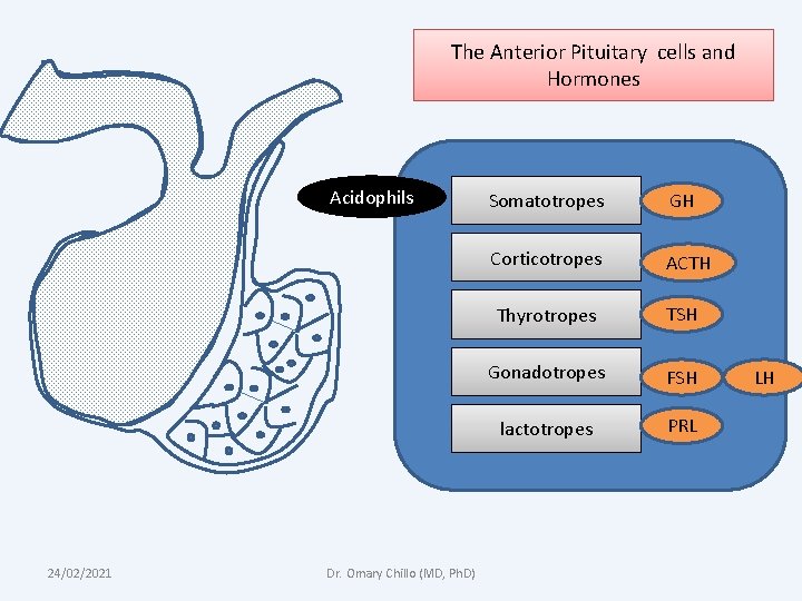 The Anterior Pituitary cells and Hormones Acidophils 24/02/2021 Dr. Omary Chillo (MD, Ph. D)