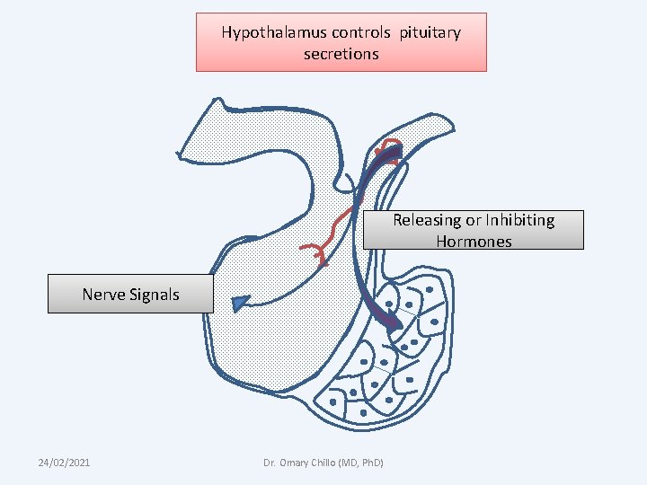 Hypothalamus controls pituitary secretions Releasing or Inhibiting Hormones Nerve Signals 24/02/2021 Dr. Omary Chillo