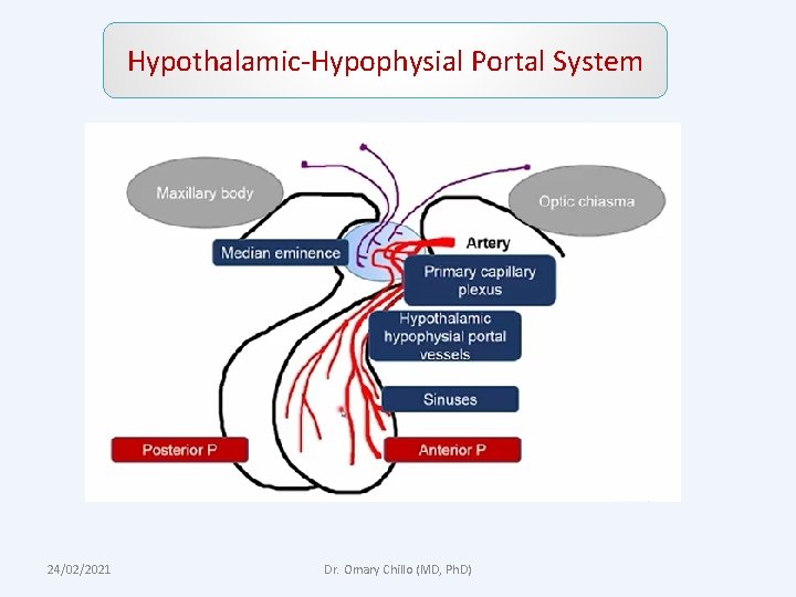 Hypothalamic-Hypophysial Portal System 24/02/2021 Dr. Omary Chillo (MD, Ph. D) 