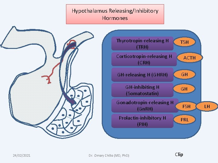 Hypothalamus Releasing/Inhibitory Hormones Thyrotropin-releasing H (TRH) TSH Corticotropin-releasing H (CRH) GH-releasing H (GHRH) GH