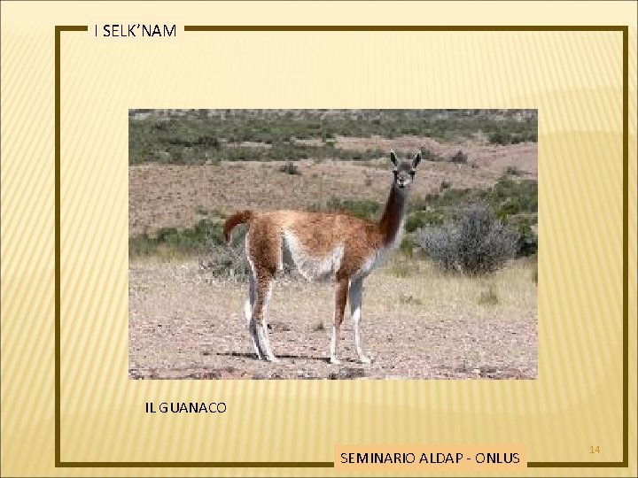 I SELK’NAM IL GUANACO SEMINARIO ALDAP - ONLUS 14 