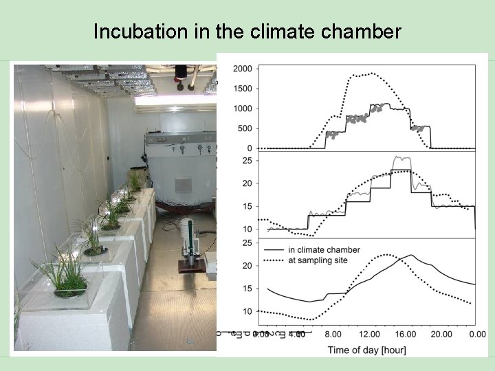 Incubation in the climate chamber 