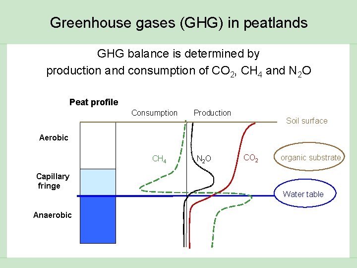 Greenhouse gases (GHG) in peatlands GHG balance is determined by production and consumption of