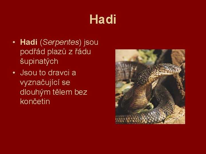 Hadi • Hadi (Serpentes) jsou podřád plazů z řádu šupinatých • Jsou to dravci