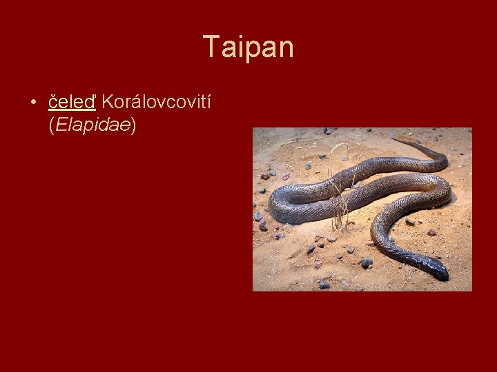 Taipan • čeleď Korálovcovití (Elapidae) 