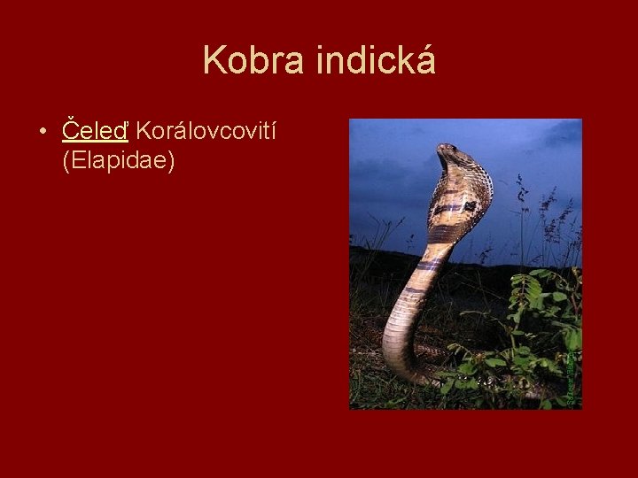 Kobra indická • Čeleď Korálovcovití (Elapidae) 