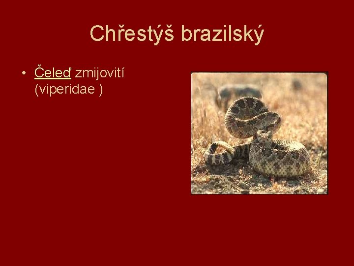Chřestýš brazilský • Čeleď zmijovití (viperidae ) 