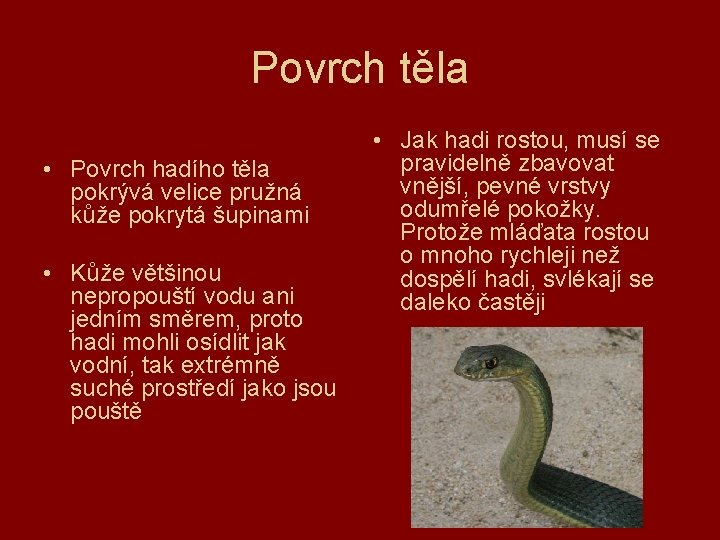 Povrch těla • Povrch hadího těla pokrývá velice pružná kůže pokrytá šupinami • Kůže