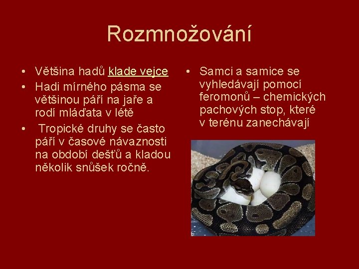Rozmnožování • Většina hadů klade vejce • Hadi mírného pásma se většinou páří na
