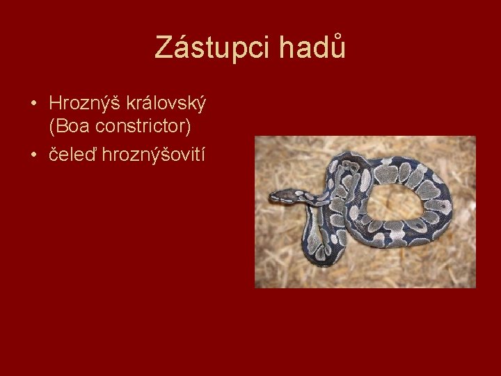 Zástupci hadů • Hroznýš královský (Boa constrictor) • čeleď hroznýšovití 