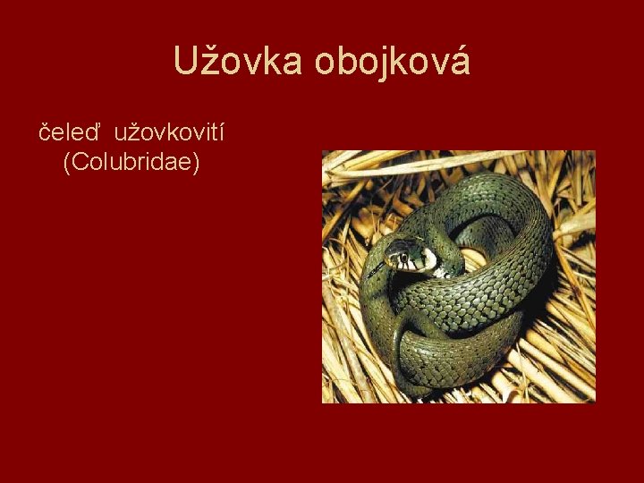 Užovka obojková čeleď užovkovití (Colubridae) 