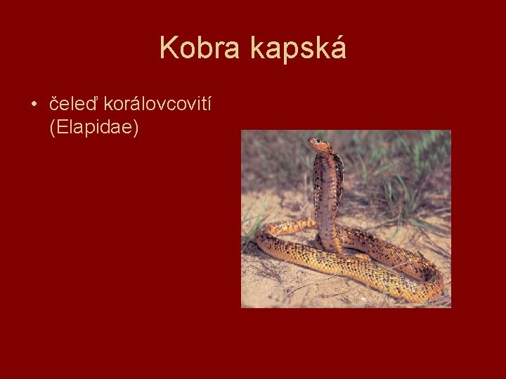Kobra kapská • čeleď korálovcovití (Elapidae) 