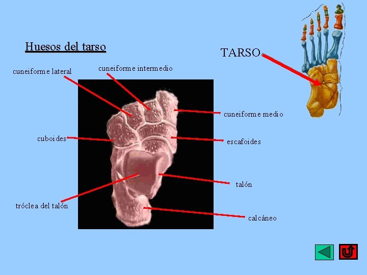 Huesos del tarso cuneiforme lateral TARSO cuneiforme intermedio cuneiforme medio cuboides escafoides talón tróclea