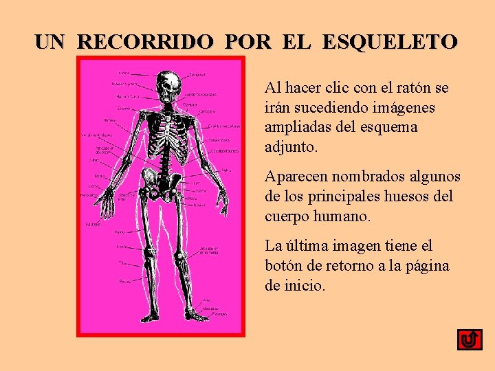 UN RECORRIDO POR EL ESQUELETO Al hacer clic con el ratón se irán sucediendo