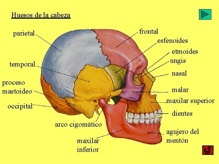 Huesos de la cabeza frontal esfenoides parietal etmoides ungis temporal nasal proceso mastoideo malar