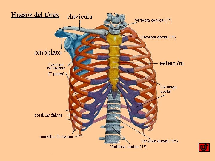 Huesos del tórax clavícula omóplato verdaderas costillas falsas costillas flotantes esternón 