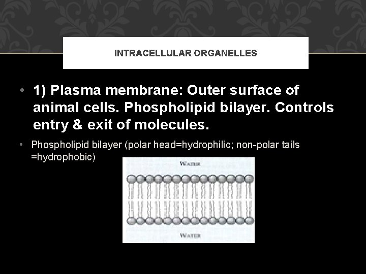 INTRACELLULAR ORGANELLES • 1) Plasma membrane: Outer surface of animal cells. Phospholipid bilayer. Controls