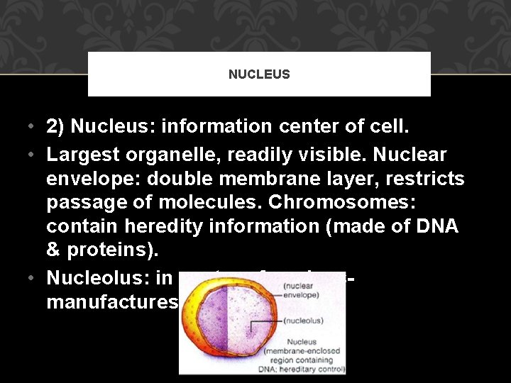 NUCLEUS • 2) Nucleus: information center of cell. • Largest organelle, readily visible. Nuclear