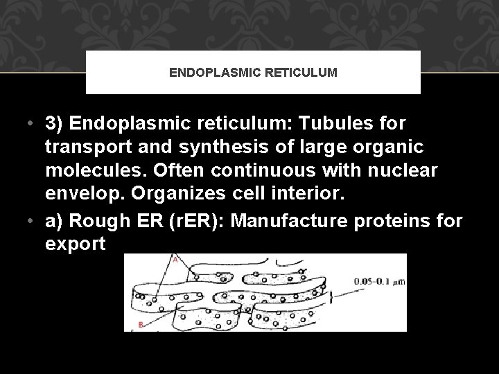 ENDOPLASMIC RETICULUM • 3) Endoplasmic reticulum: Tubules for transport and synthesis of large organic