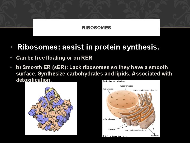 RIBOSOMES • Ribosomes: assist in protein synthesis. • Can be free floating or on