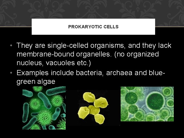 PROKARYOTIC CELLS • They are single-celled organisms, and they lack membrane-bound organelles. (no organized