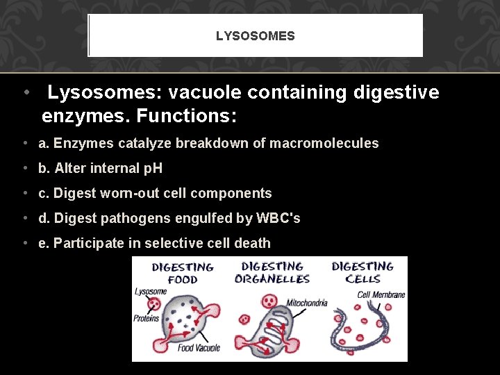 LYSOSOMES • Lysosomes: vacuole containing digestive enzymes. Functions: • a. Enzymes catalyze breakdown of