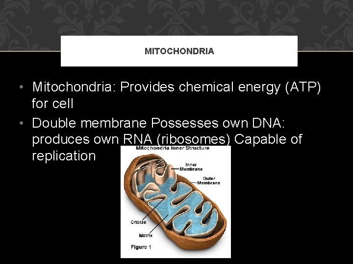 MITOCHONDRIA • Mitochondria: Provides chemical energy (ATP) for cell • Double membrane Possesses own