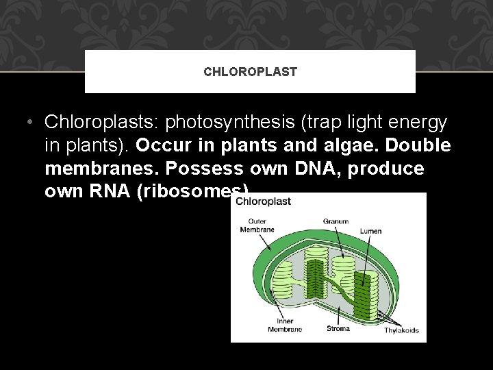 CHLOROPLAST • Chloroplasts: photosynthesis (trap light energy in plants). Occur in plants and algae.