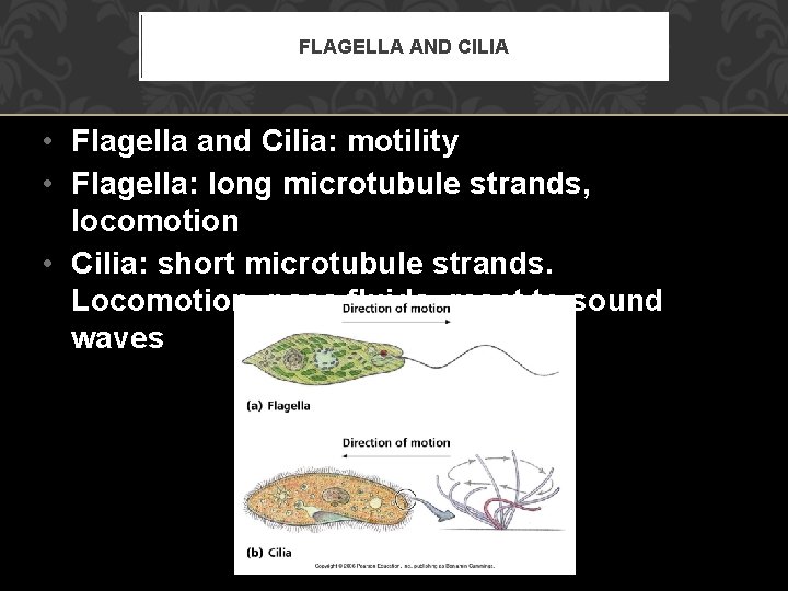 FLAGELLA AND CILIA • Flagella and Cilia: motility • Flagella: long microtubule strands, locomotion