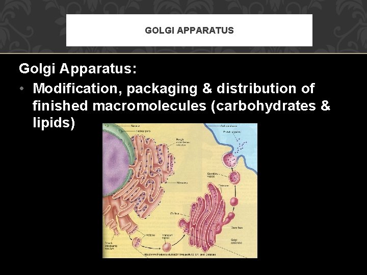 GOLGI APPARATUS Golgi Apparatus: • Modification, packaging & distribution of finished macromolecules (carbohydrates &