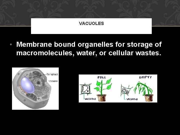 VACUOLES • Membrane bound organelles for storage of macromolecules, water, or cellular wastes. 