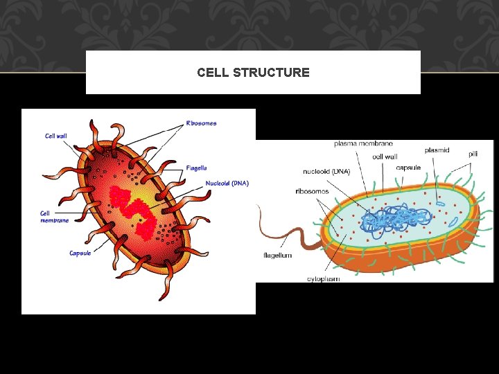 CELL STRUCTURE 