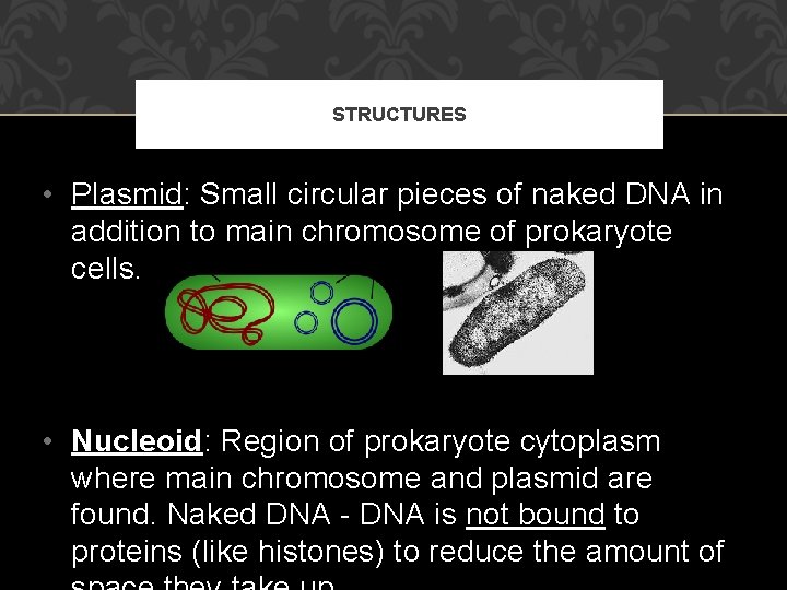 STRUCTURES • Plasmid: Small circular pieces of naked DNA in addition to main chromosome