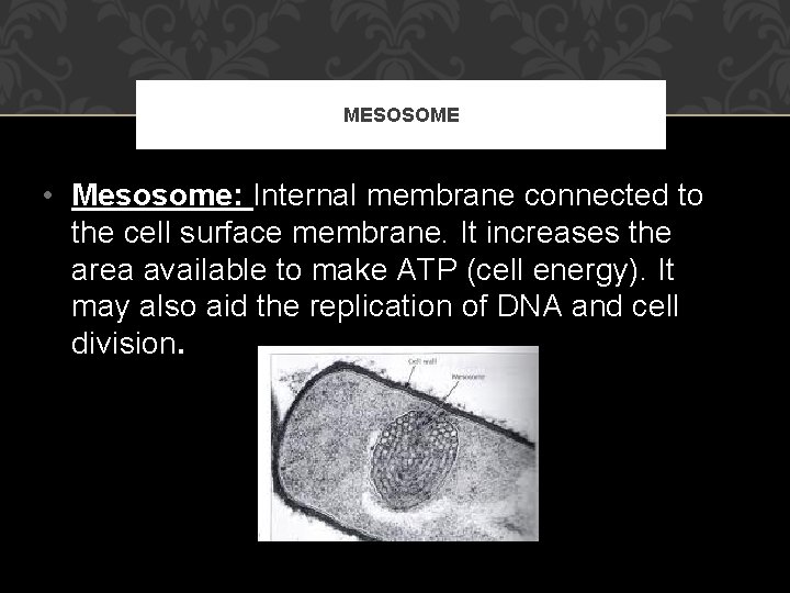 MESOSOME • Mesosome: Internal membrane connected to the cell surface membrane. It increases the